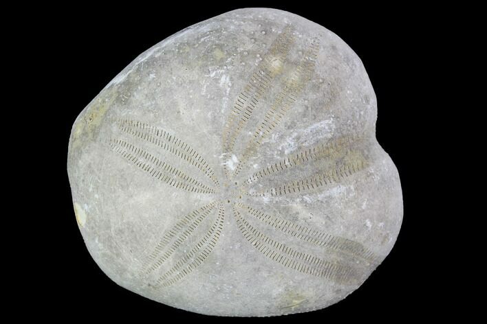 Toxaster Fossil Echinoid (Sea Urchin) - Agadir, Morocco #90640